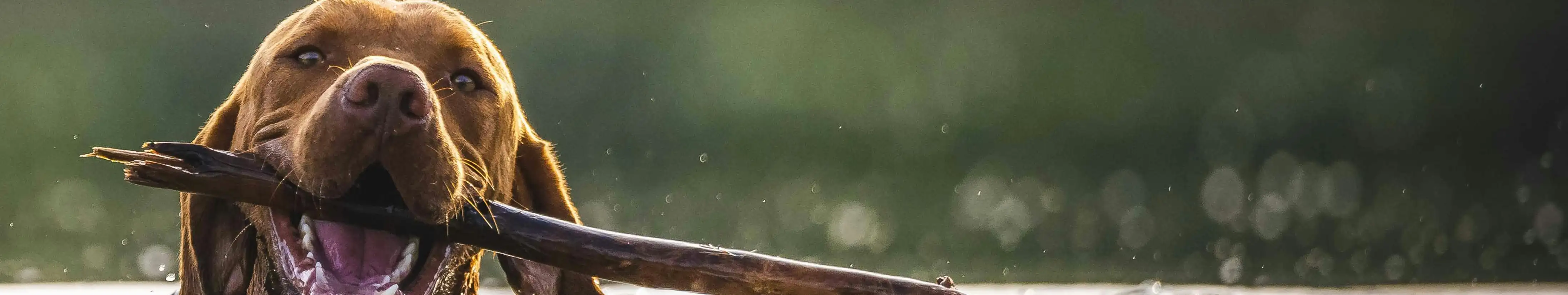 Detección Deportiva Canina