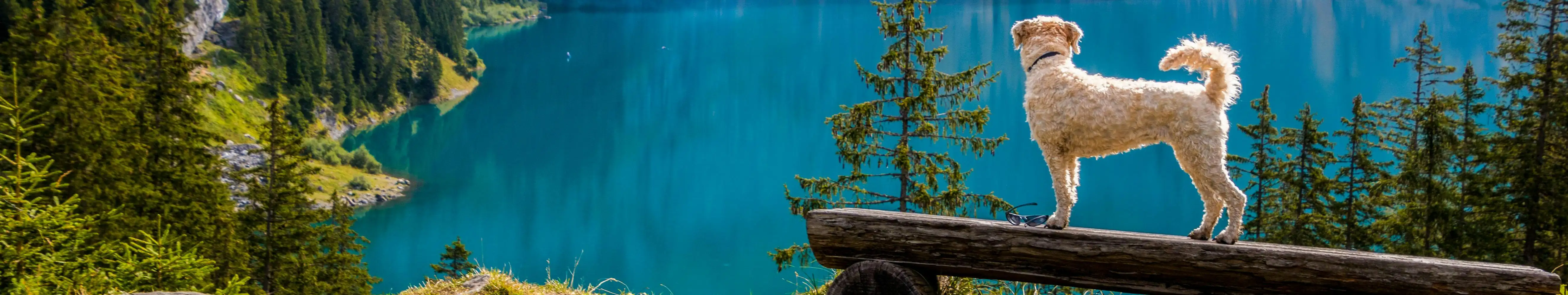 Entreno de Competición